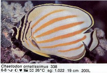 Chaetodon ornatissimus